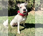 Small Photo #2 American Pit Bull Terrier-American Staffordshire Terrier Mix Puppy For Sale in Redlands, CA, USA