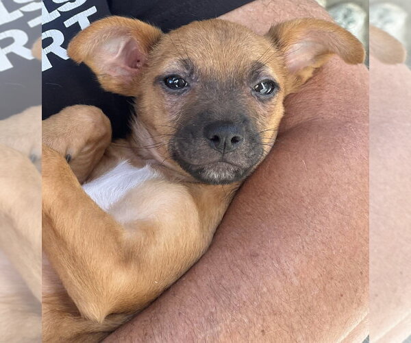 Medium Photo #3 Chihuahua-Unknown Mix Puppy For Sale in Dana Point, CA, USA