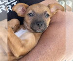 Small #2 Chihuahua Mix