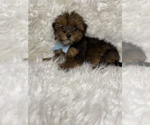 Poodle (Toy)-Yorkshire Terrier Mix Puppy for sale in BEECH GROVE, IN, USA