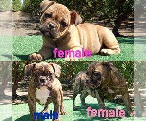 American Bully Puppy for sale in DOS PALOS, CA, USA