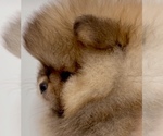Small #2 Pomeranian