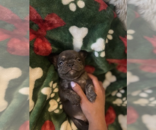 Medium Photo #21 French Bulldog Puppy For Sale in BONNEAU, SC, USA