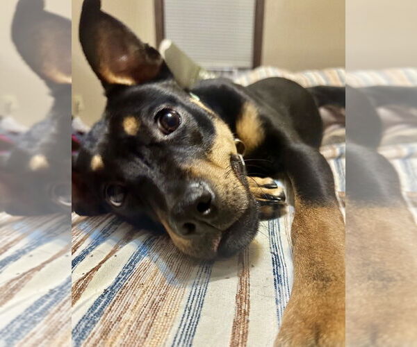 Medium Photo #3 Mutt Puppy For Sale in Omaha, NE, USA
