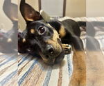 Small #2 Mutt