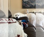 Small #4 Great Pyrenees