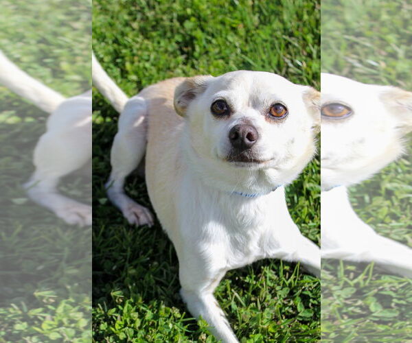 Medium Photo #2 Chihuahua Puppy For Sale in Petaluma, CA, USA