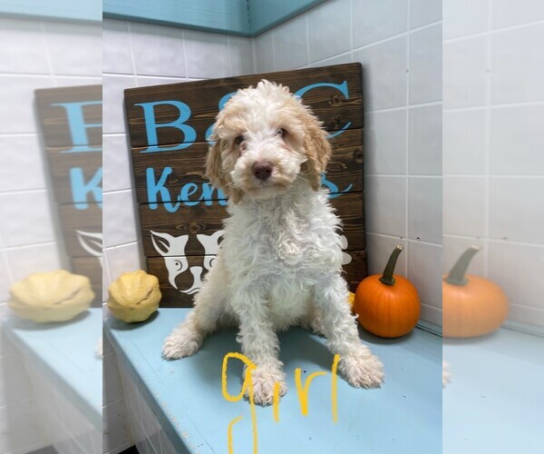 Medium Photo #1 Poodle (Standard) Puppy For Sale in CLARE, IL, USA