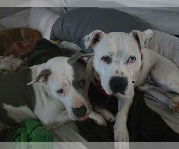 Medium Photo #5 American Staffordshire Terrier-Unknown Mix Puppy For Sale in Holly Springs, NC, USA