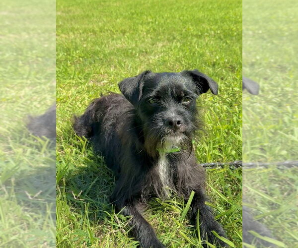 Medium Photo #12 Mutt Puppy For Sale in San Leon, TX, USA
