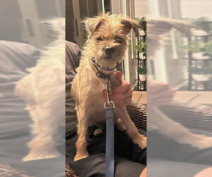 Brussels Griffon-Unknown Mix Dogs for adoption in San Diego, CA, USA