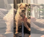 Barbie - Female Brussels Griffon-Unknown Mix Dog for Adoption - Small photo
