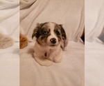 Small Photo #4 Australian Shepherd Puppy For Sale in BRIGGSDALE, CO, USA