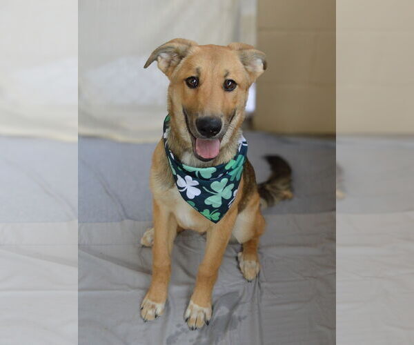 Medium Photo #1 German Shepherd Dog-Unknown Mix Puppy For Sale in McKinney, TX, USA