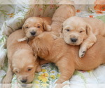 Small Photo #1 Golden Retriever Puppy For Sale in MENDOTA, IL, USA