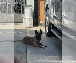 Belgian Malinois Puppy for sale in INGLEWOOD, CA, USA