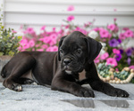 Small #3 Boxer