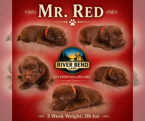 Medium Labrador Retriever