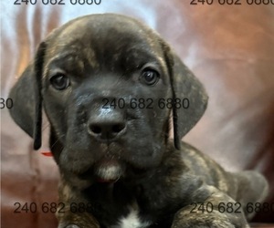 Cane Corso Puppy for Sale in LA PLATA, Maryland USA