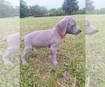 Small #3 Weimaraner