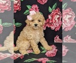 Small Photo #3 Bichpoo Puppy For Sale in NOTTINGHAM, PA, USA