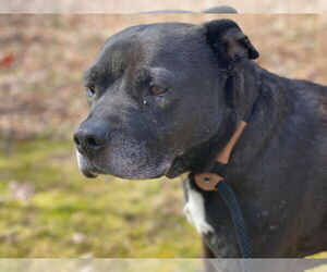 Wilson - Male Mutt Dog for Adoption - Photo #2