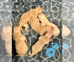 Small Photo #5 Golden Retriever Puppy For Sale in TOWNER, CO, USA