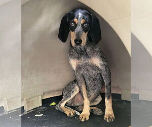 Bluetick Coonhound-Unknown Mix Dogs for adoption in Hinton, WV, USA
