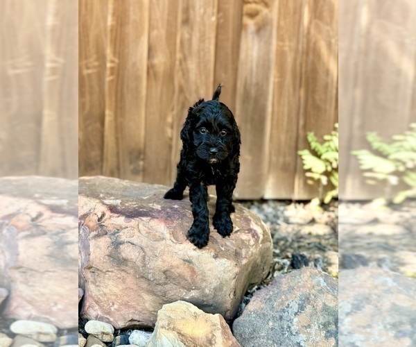 Medium Photo #40 Goldendoodle (Miniature) Puppy For Sale in HALTOM CITY, TX, USA