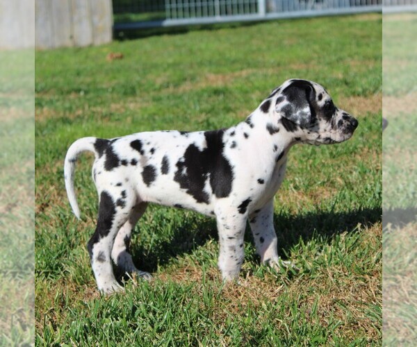 Medium Photo #5 Great Dane Puppy For Sale in LITITZ, PA, USA