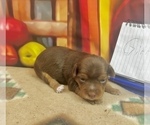Small #12 Morkie