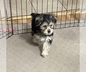 Yorkipoo Puppy for Sale in GLOUCESTER, Virginia USA