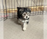 Small Yorkipoo