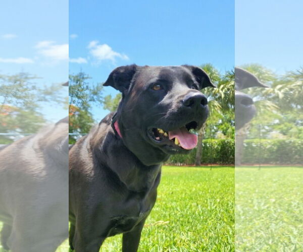 Medium Photo #2 Labrador Retriever-Unknown Mix Puppy For Sale in Royal Palm Beach, FL, USA