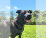 Small #1 Labrador Retriever Mix