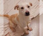 Small #1 Labrador Retriever