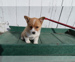 Pembroke Welsh Corgi Puppy for sale in LANSING, MI, USA