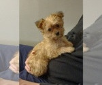 Small #1 Yorkipoo