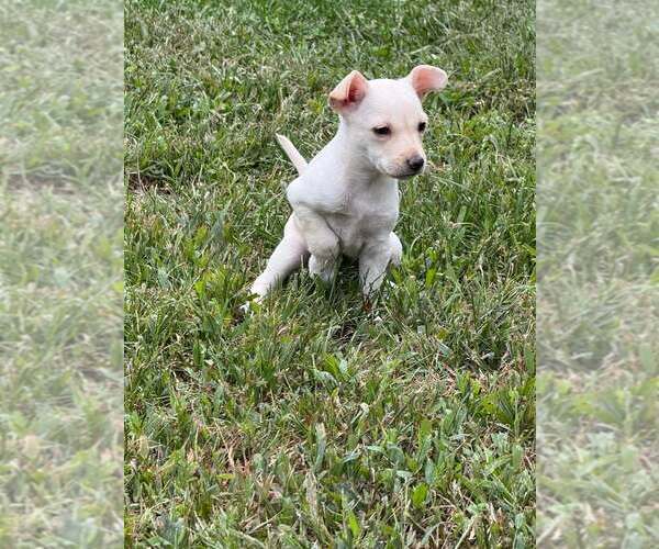 Medium Photo #8 Chihuahua-Unknown Mix Puppy For Sale in New York, NY, USA