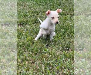 Chrissie (AL) - Female Chihuahua-Unknown Mix Dog for Adoption - Photo #8