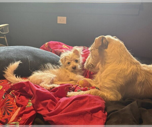 Medium Photo #3 Poodle (Miniature)-Unknown Mix Puppy For Sale in Rochester, NY, USA