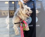Small #6 Silky Terrier Mix
