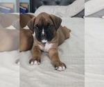 Small #2 Boxer