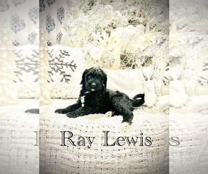 Aussiedoodle Puppy for Sale in PASCAGOULA, Mississippi USA