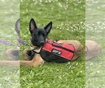 Small #26 German Shepherd Dog