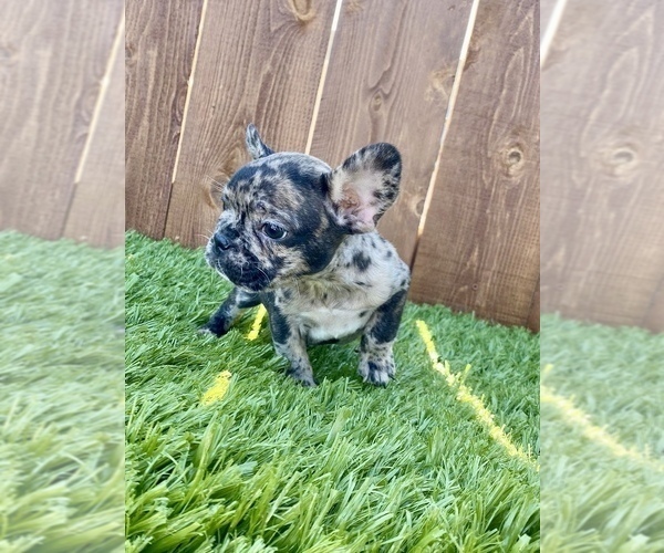 Medium Photo #24 French Bulldog Puppy For Sale in HOUSTON, TX, USA
