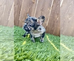 Small Photo #24 French Bulldog Puppy For Sale in HOUSTON, TX, USA