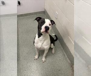 American Pit Bull Terrier-Unknown Mix Dogs for adoption in Fort Collins, CO, USA