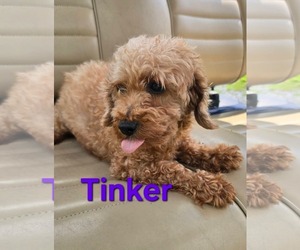 Poodle (Miniature) Dogs for adoption in Seaford, DE, USA