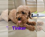 Small Poodle (Miniature)